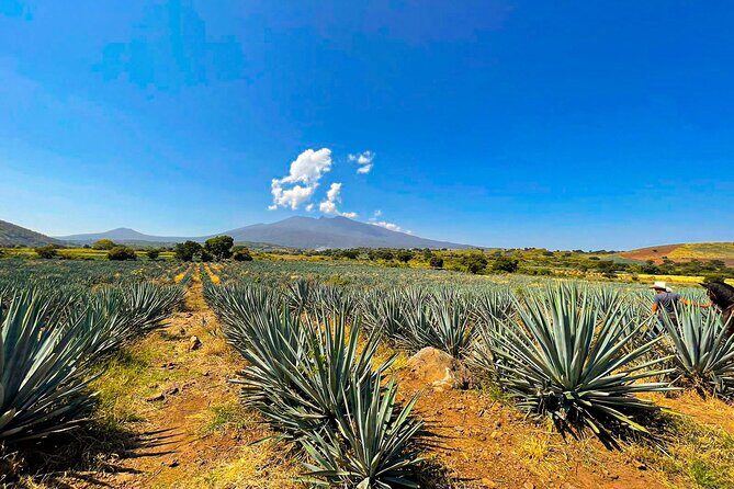 Cantaritos and Tequila Factory Tour - What’s Included and What’s Not