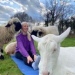 Canterbury: Yoga with Goats and Sheep - What Is This Experience Really About?