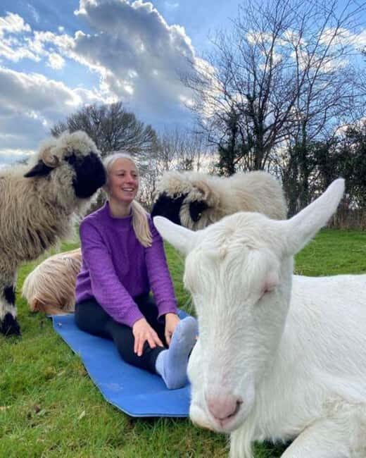 Canterbury: Yoga with Goats and Sheep - What Is This Experience Really About?