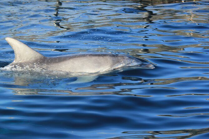 Capo Figari: Dolphin sighting from Olbia - Key Points