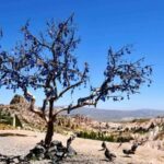 Cappadocia: Derinkuyu, Ihlara Valley & Pigeon Valley Tour - Authentic Feedback from Travelers