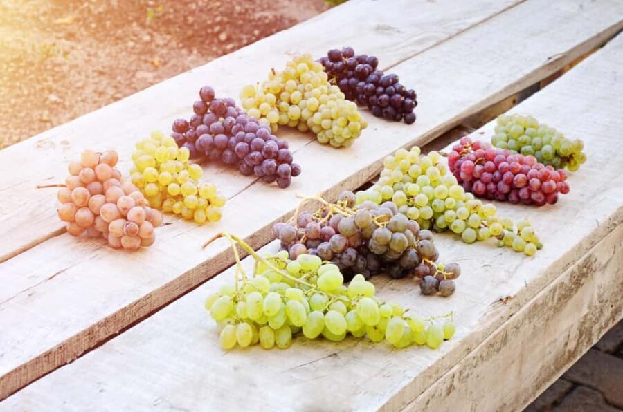 Cappadocia Wine Tasting Experience - The Experience Environment