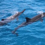 Captain Cook Reef Snorkeling of Kealakekua Bay - What Makes This Tour Special