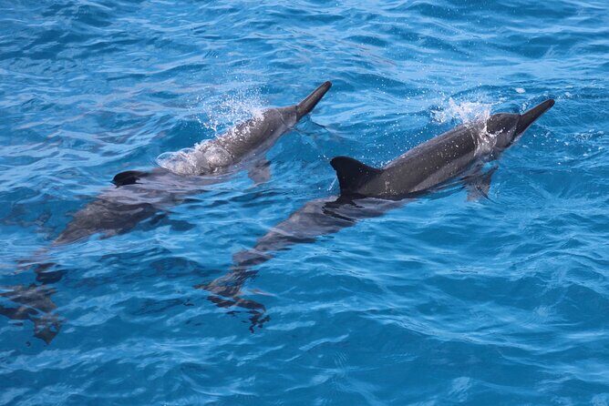 Captain Cook Reef Snorkeling of Kealakekua Bay - What Makes This Tour Special