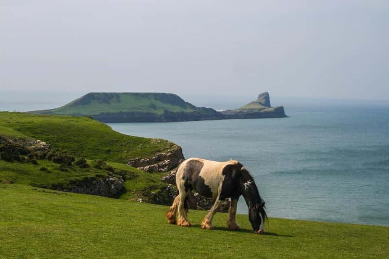 Cardiff: Private Day Tour Gower's Cliffs & Beaches - Practical Aspects and What Travelers Say