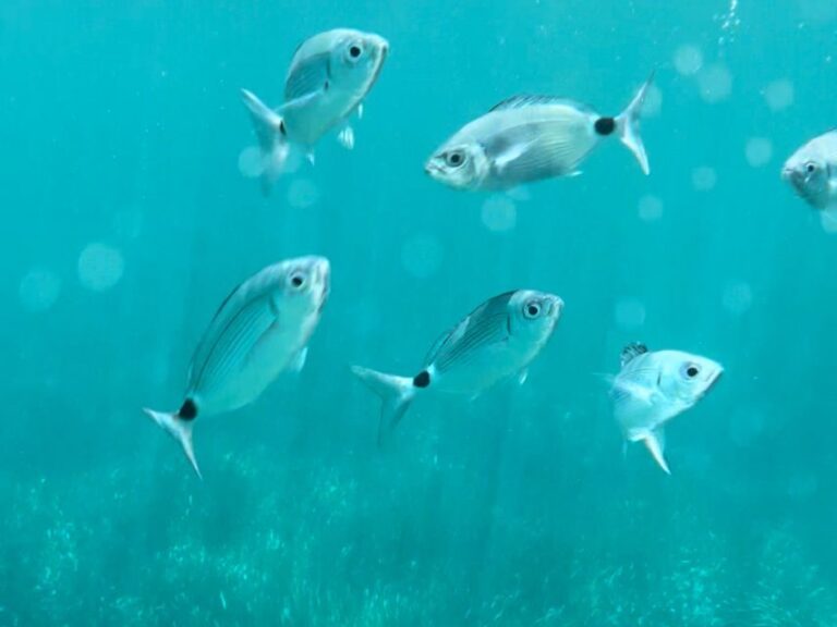 Cargèse:Scandola/Piana/Stop in Girolata Half-Day on RIB boat - The Experience: What to Expect on the Water