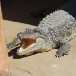 Carini: admission ticket to the Biopark of Sicily - Who Will Love This Experience?