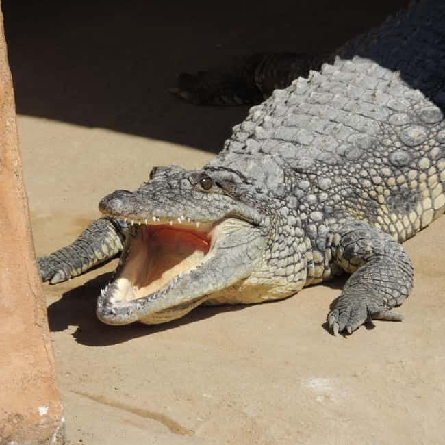 Carini: admission ticket to the Biopark of Sicily - Who Will Love This Experience?