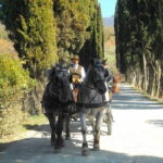 Carriage ride and Lunch in a typical restaurant in the heart of Chianti - The Experience in Detail