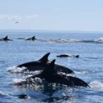 Cascais: Dolphin Watching Speedboat Tour - What Makes This Tour Special?