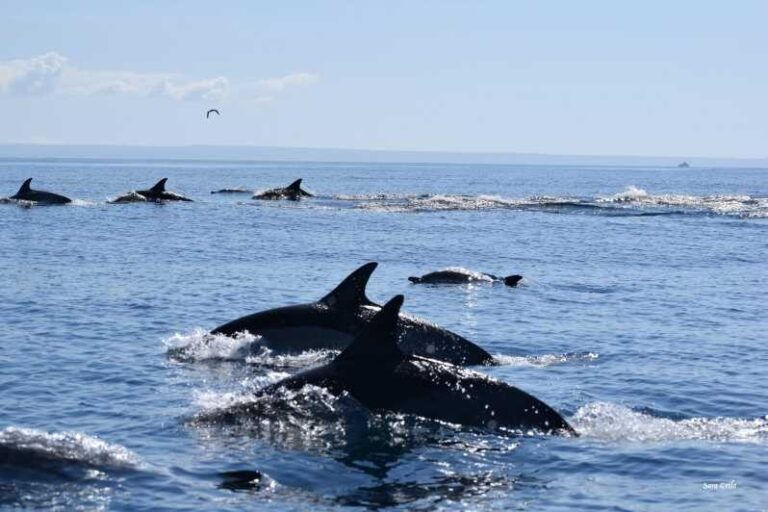 Cascais: Dolphin Watching Speedboat Tour - What Makes This Tour Special?