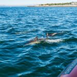 Cascais: Dolphin Watching Tour - What to Expect From the Dolphin Watching Tour