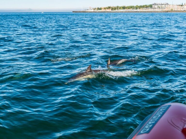 Cascais: Dolphin Watching Tour - What to Expect From the Dolphin Watching Tour