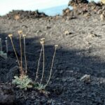 Catania: Etna Morning or Sunset Trek with Lava Tunnel & Gear - Final Thoughts