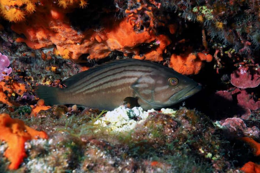 Catania: Scuba Diving Experience - The Group and Overall Atmosphere