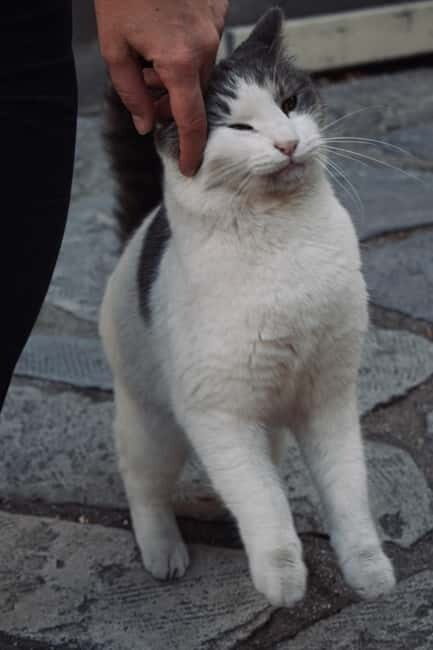 Cats of Athens - Walking Tour - The Practical Side: Cost, Group Size, and Accessibility