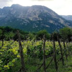 Caucasus: Wine Cellars Tour in Microzones of Racha-Lechkhumi - Who Would Love This Tour?