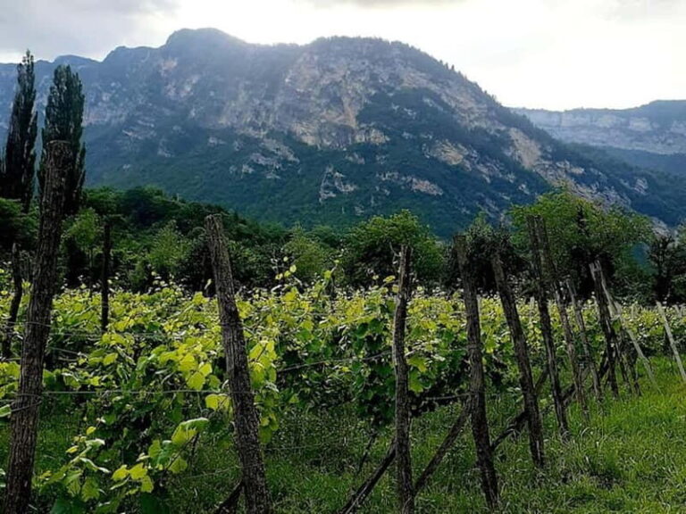 Caucasus: Wine Cellars Tour in Microzones of Racha-Lechkhumi - Who Would Love This Tour?