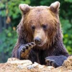 Cave Valley, Rânov Fortress, Bran Castle & Bear Sanctuary - What’s Included and How It Feels to Travel