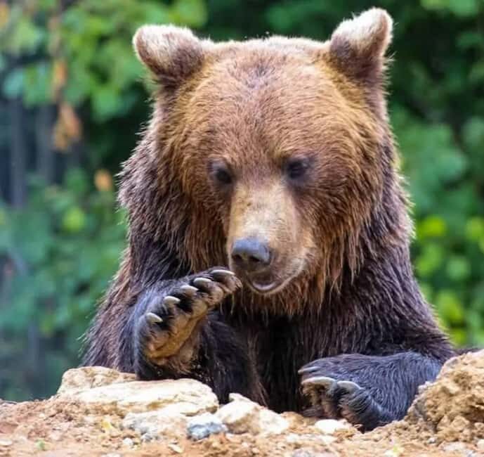 Cave Valley, Rânov Fortress, Bran Castle & Bear Sanctuary - What’s Included and How It Feels to Travel