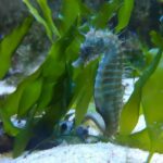 CCVAlgarve Individual Ticket - In-depth Breakdown of the Experience