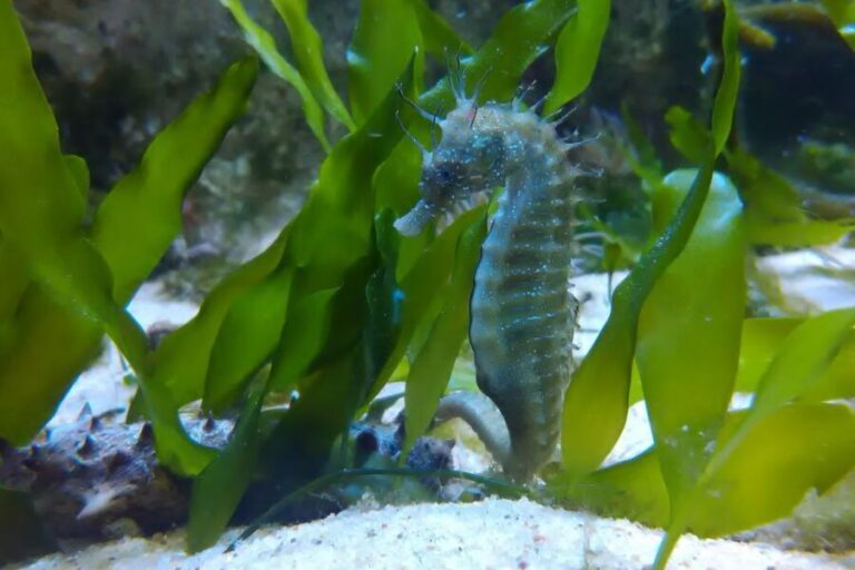 CCVAlgarve Individual Ticket - In-depth Breakdown of the Experience