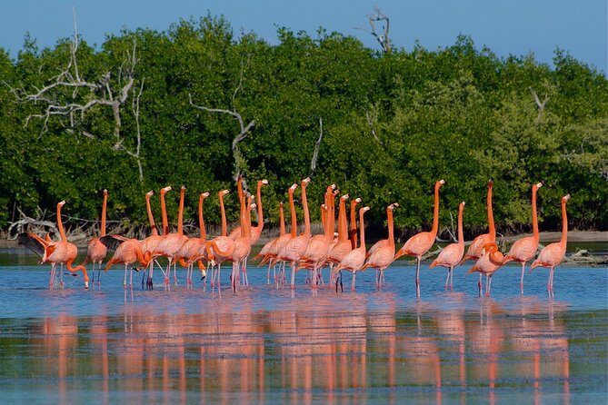 Celestun Nature Reserve Flamingo Tour-Boat to Flamingo Paradise from Merida - The Beach and Lunch Experience