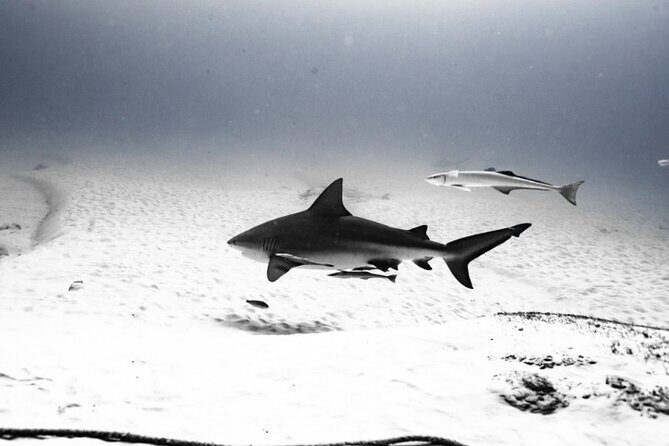 Cenote Diving in Tulum A Thrilling Adventure for Certificates - The Itinerary Breakdown