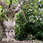 Central Park Zoo Admission Ticket with 4D Theater Access - An Honest Look at the Central Park Zoo