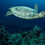 Certified Diver: 2-Tank Night Dive - Why Guides Make a Difference