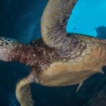 Certified Scuba Dive from Shore with Sea Turtles at Koloa Landing - Final Thoughts