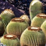Cesar Manriques Lanzarote tour with Cactus Garden & LagOmar - The Value of the Experience