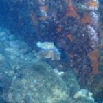 Chalkidiki: Scuba Diving for Beginners in Kassandra - The Experience from the Reviews