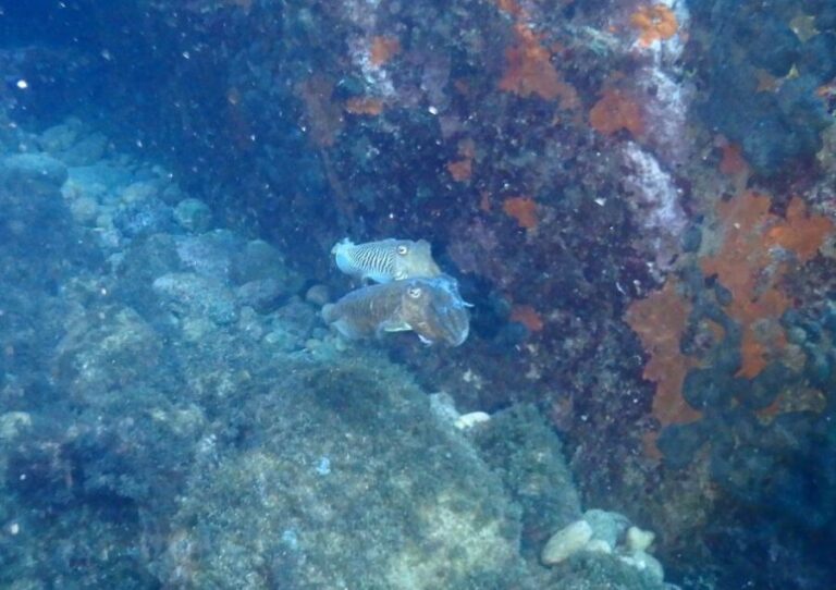 Chalkidiki: Scuba Diving for Beginners in Kassandra - The Experience from the Reviews