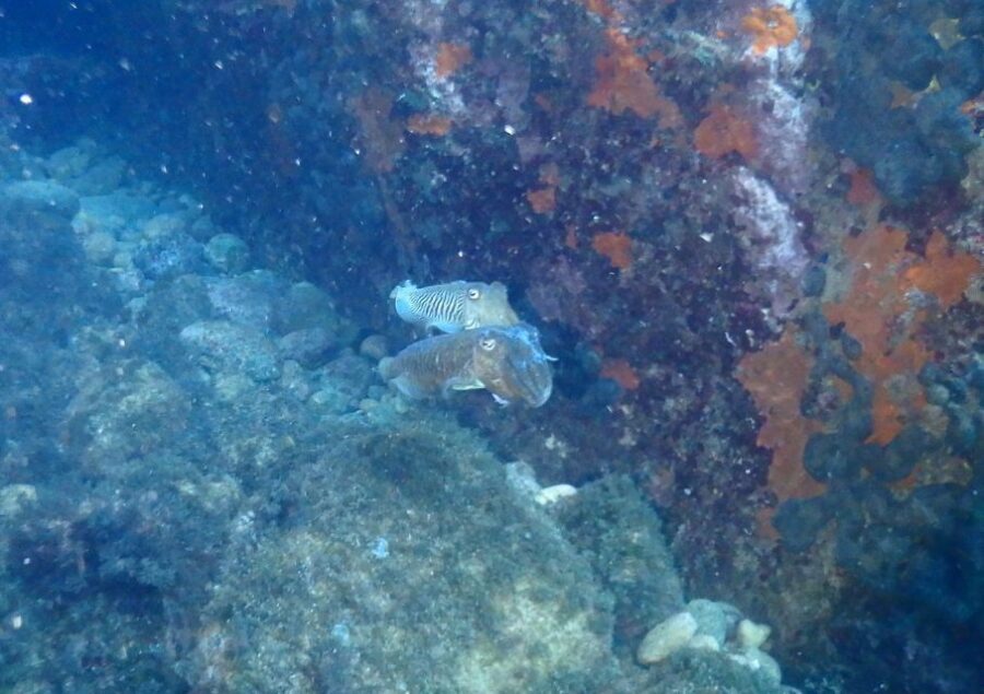 Chalkidiki: Scuba Diving for Beginners in Kassandra - The Experience from the Reviews