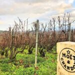 Champagne Area Small-Group Tour including a Top Champagne house & Family Winery - What the Reviews Say