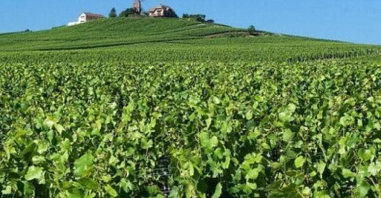 Champagne Region from Paris: Reims and Champagne Tasting - An In-Depth Look at the Champagne Region from Paris Tour