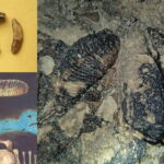 Chania: Diving Trips for Certified Divers - The Experience: What It’s Like