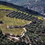 Chania Luxuries: Secrets of Wine and Olive Oil Tastings - What’s Included and What to Expect
