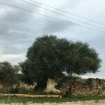 Chania Monasteries Private Tour: A Greek Orthodoxy Tribute - What the Reviews Say