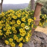 Chania Pink Sand Beaches Private Tour: Elafonisi & Falasarna - Who This Tour Fits Best