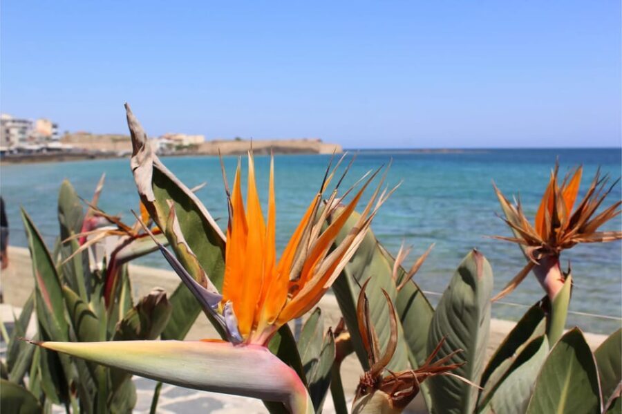 Chania: Private Walking Tour: History, Sights, Food & Senses - Who Will Love This Tour?