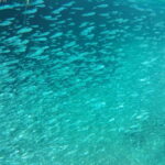 Chania: Scuba Diving and Snorkeling for Beginners by Boat - Stop 1: Snorkeling in the Blue Cave