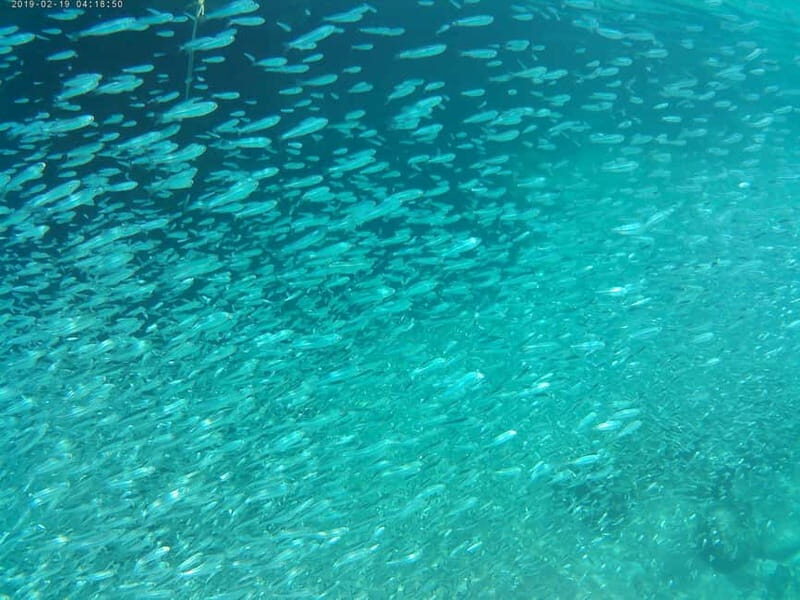 Chania: Scuba Diving and Snorkeling for Beginners by Boat - Stop 1: Snorkeling in the Blue Cave
