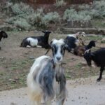 Chania White Mountains Private Tour: From Sea to Summit - What Makes This Tour Stand Out?