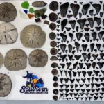 Charleston/Folly Beach Shark Tooth and fossil Island Drop off - The Details That Matter