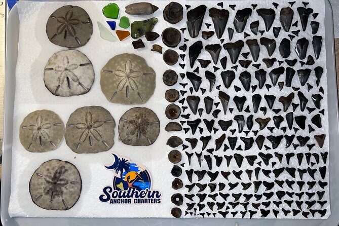 Charleston/Folly Beach Shark Tooth and fossil Island Drop off - The Details That Matter