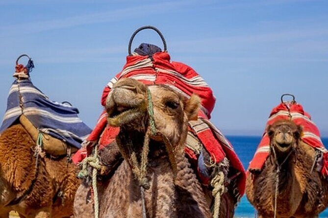 Chefchaouen Day Trip from Seville - Who Should Consider This Tour?