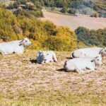 Chianina cattle Tour - What You Can Expect from the Chianina Cattle Tour