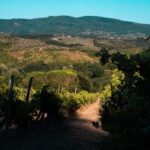 Chianti Winery Tour with VR & Blind Tasting near Florence - What to Expect on the Tour